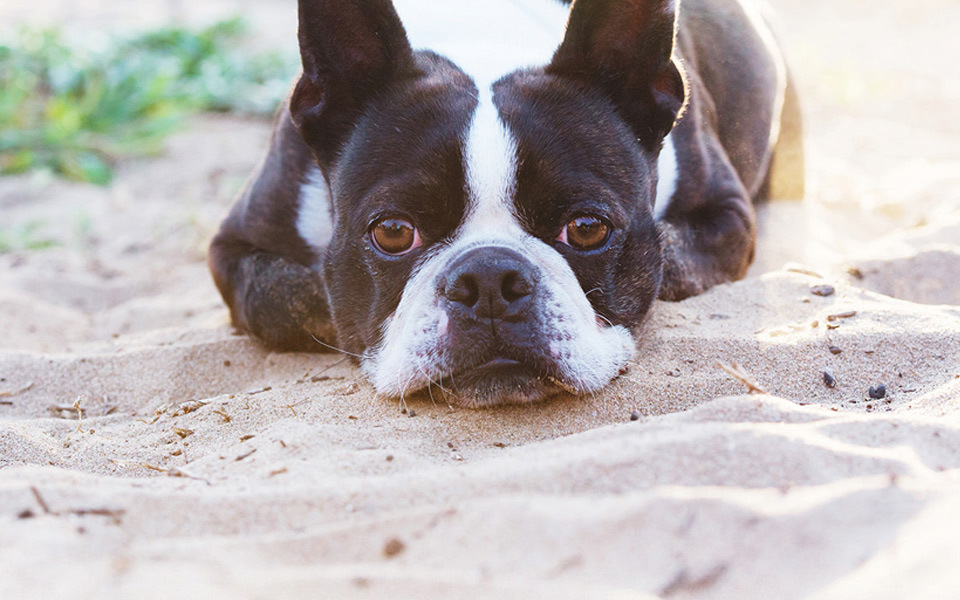 Cute Boxer dog rests its chin on the sand on a beach