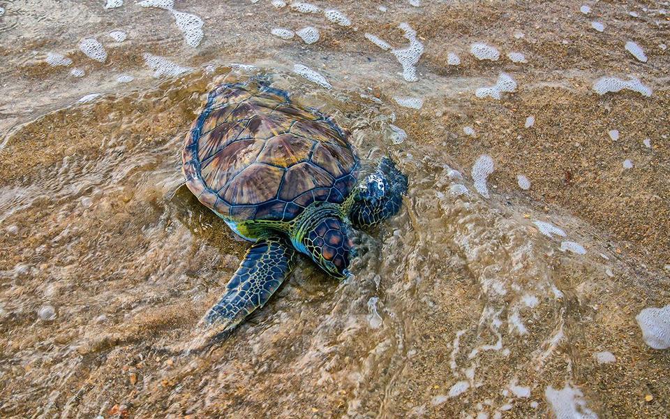 Sea turtle in shallow water on the beach. Loggerhead, hawksbill, olive, and ridley sea turtles nest on Hatteras Island