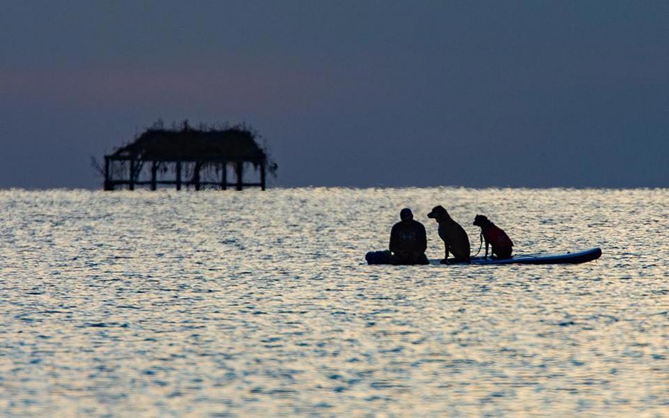 Person and two dog float on a paddleboard in the sound in silhouette with a duck blind in the background