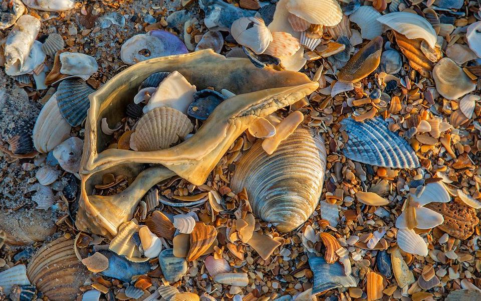 An array of shells catch the warm rays of the sun in this close-up overhead view of a patch of shell-filled beach