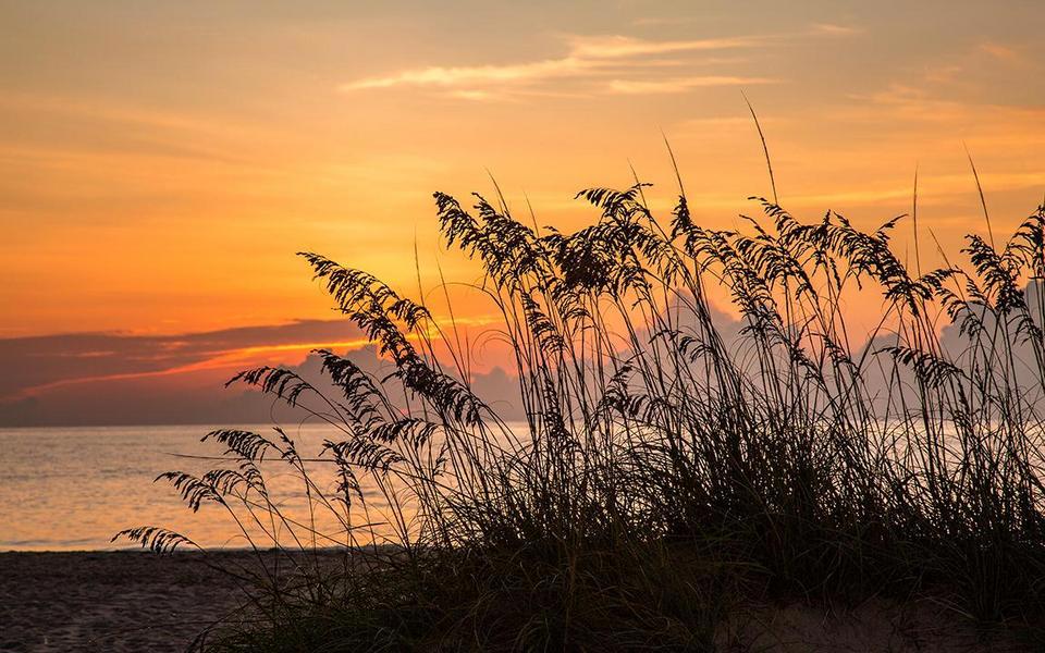 Shilouette of sea oats lit from behind by an orange sunrise over the Atlantic Ocean near Hatteras Island