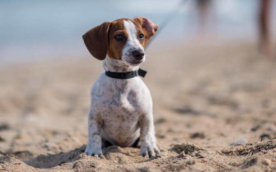 Cute brown and white Dachschund sits alert on a leash in sand on the beach on Hatteras Island.