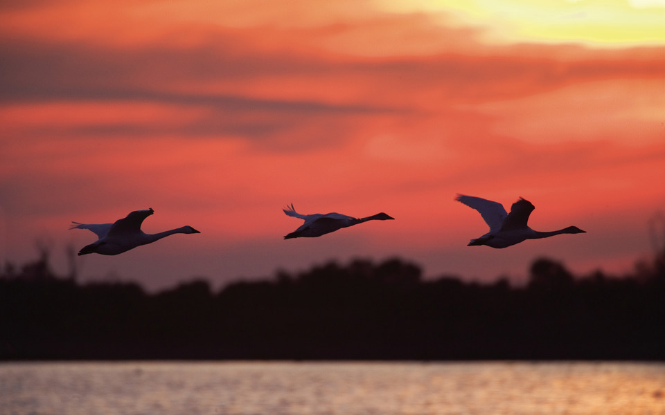 Silhouette of three birds (geese) gliding across a deep red sunset sky over waters in the Pea Island Wildlife Refuge