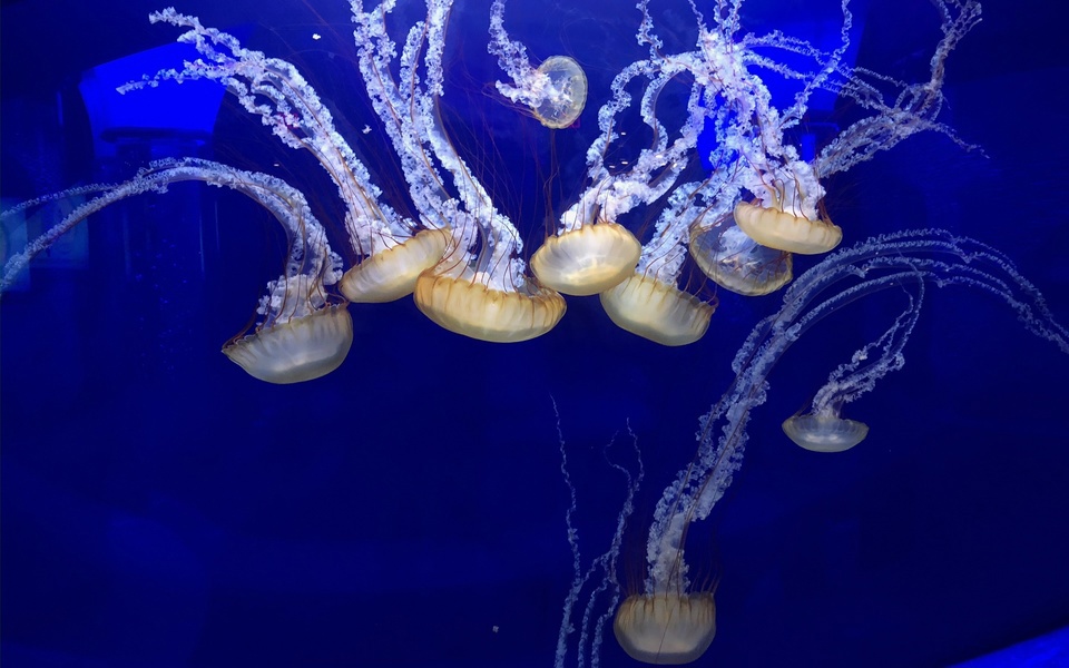 Several jellyfish with long tentacles float in a deep blue tank at the North Carolina Aquarium in Manteo