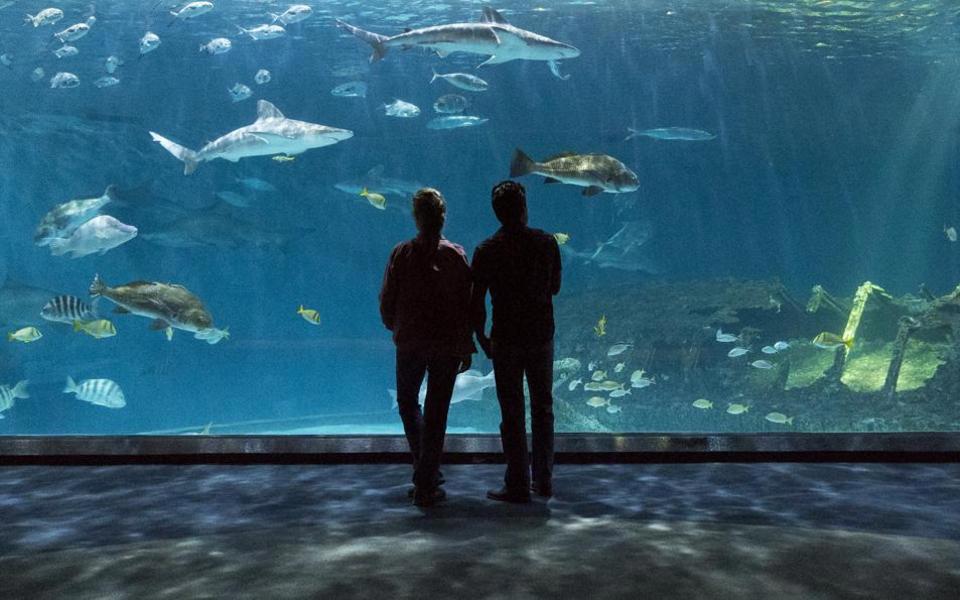 Silhouette of a couple gazing into the large, wall-sized aquarium tank full of sharks at the NC Aquarium in Manteo