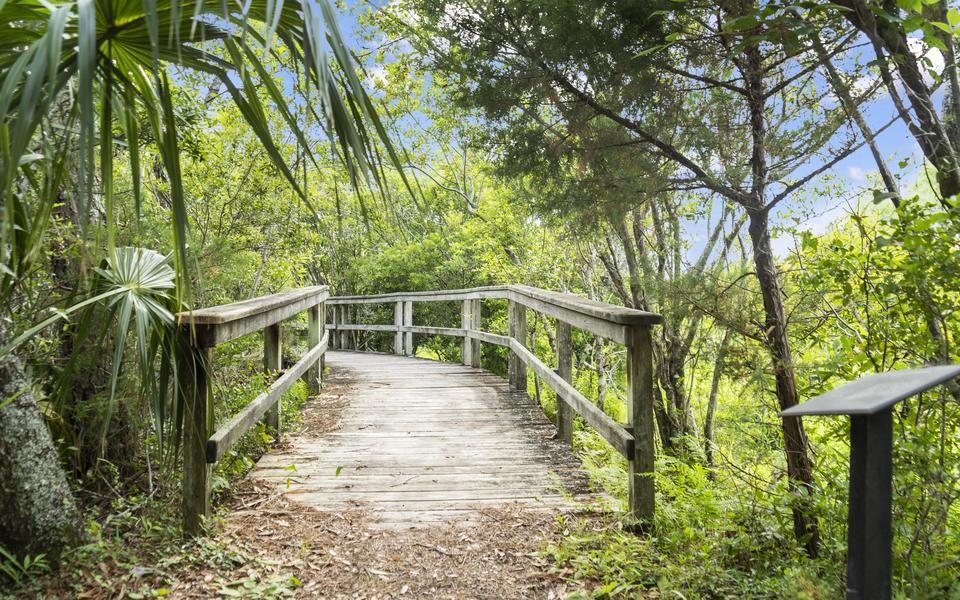 Scenic wooden walkway through lush vegetation for hiking and walking on Hatteras Island