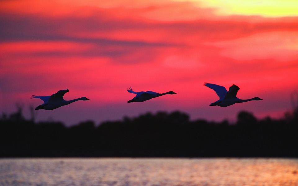 Silhouette of three geese gliding across a deep red sunset sky over impoundment pond in the Pea Island Wildlife Refuge