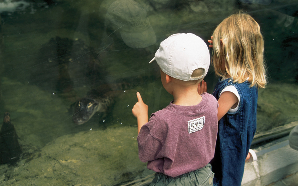 Two young children look through glass and point at an alligator in the NC Aquarium on Roanoke Island, OBX