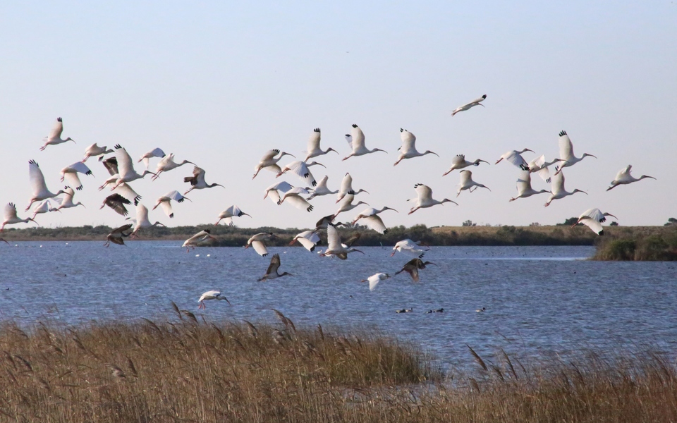 Flock of white birds take flight over the impoundment ponds in the Pea Island Wildlife Refuge north of Rodanthe