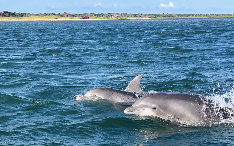 Two dolphin surface near the viewer on a dolphin tour boat.  The shore of the sound can be seen in the distance.