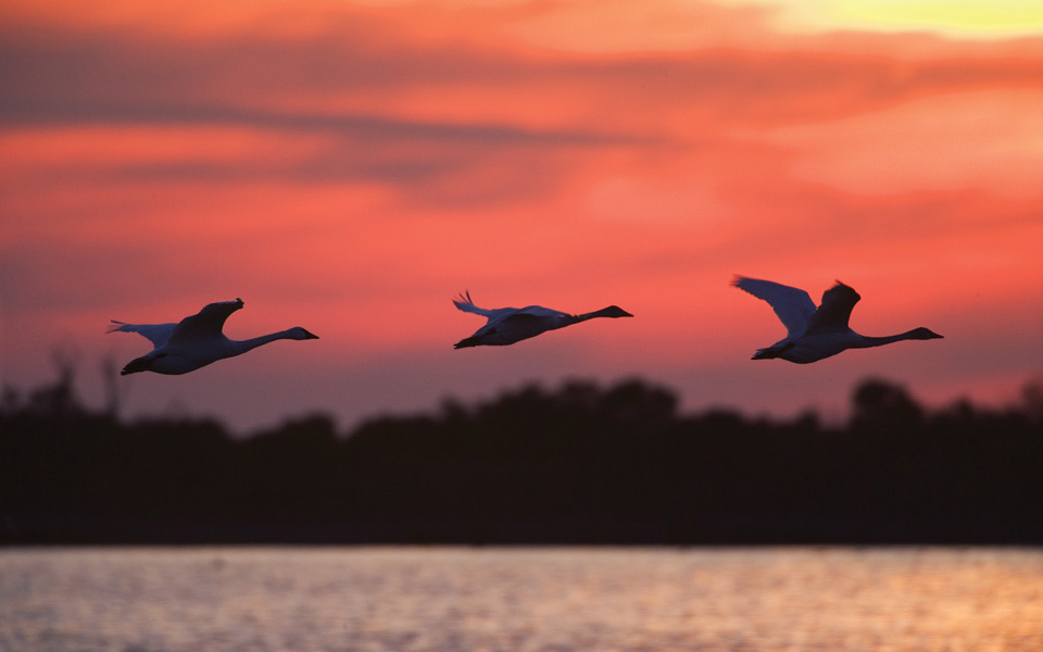 Silhouette of three geese gliding across a deep red sunset sky over the Pamlico Sound with low trees on the horizon