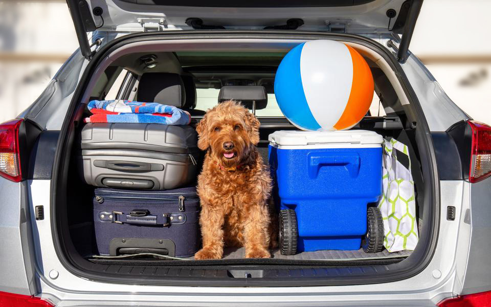 Light brown puppy with curly hair sits between suitcases and a cooler and beach ball in the open back hatch of a grey SUV