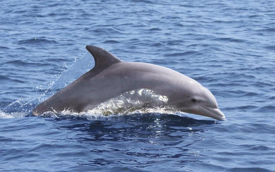 Single dolphin crests with 3/4 of its body out of the water filling the whole frame!  Great day on a dolphin tour excursion!