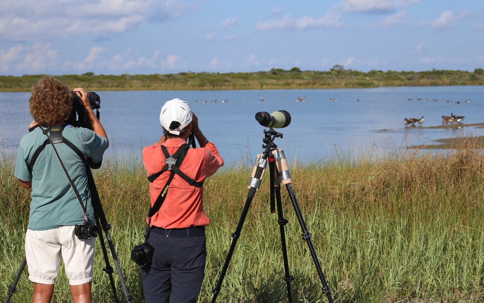 Two birders gaze through their photography equipment as waterfowl resting in the ponds of the Pea Island Wildlife Refuge