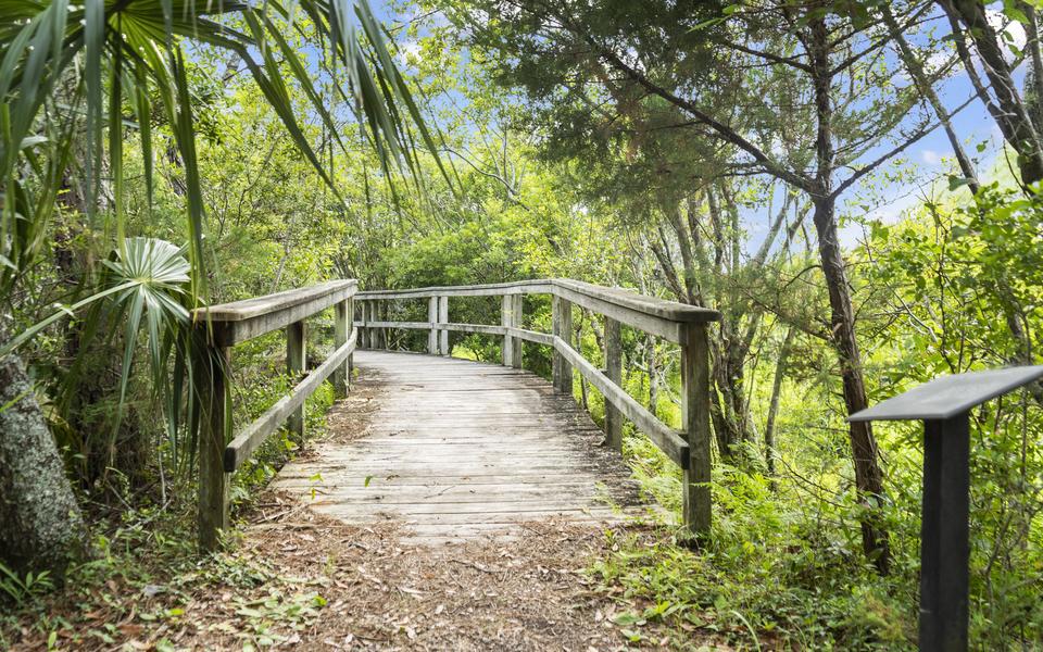 A wooden footpath with handrails leads through lush spring vegetation on a Hatteras Island hiking trail