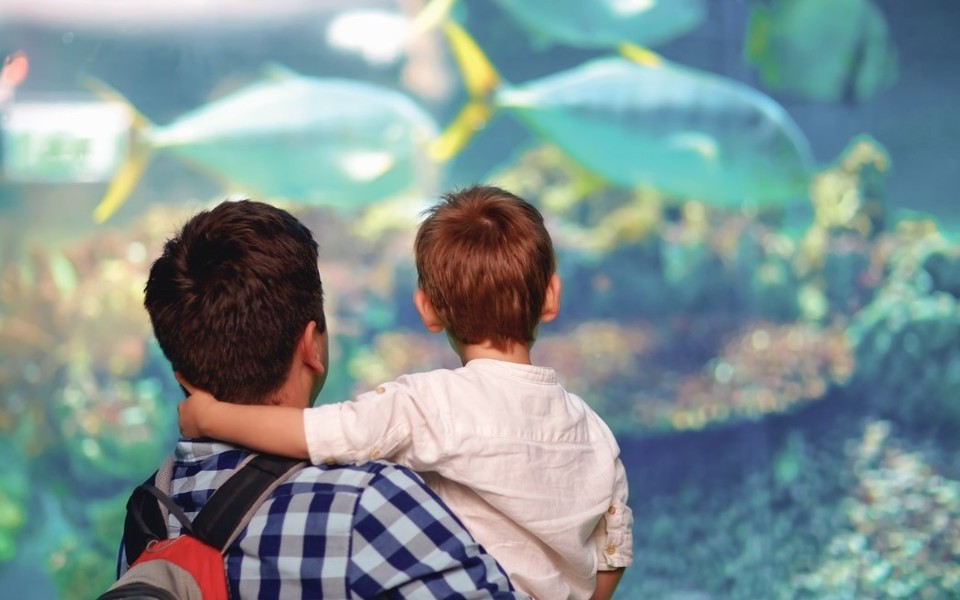 Small boy, arm around the neck of the man holding him, gaze at fish in a large aquarium at the NC Aquarium in Manteo