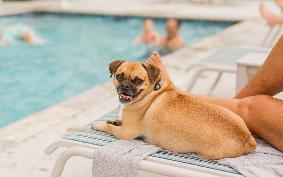 Cute small dog on lounge chair by a private swimming pool. Man and toddler bob in the pool in the background.