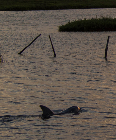 dolphin tours hatteras island