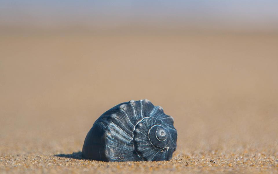 A single dark Whelk shell rests on a smooth expanse of sand on the beach with the background out of focus